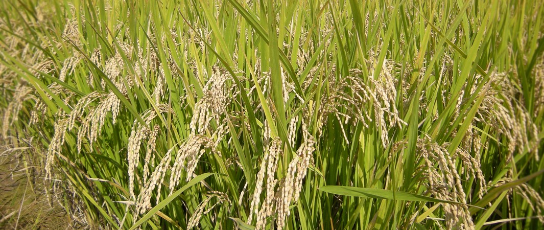 Parboil Rice